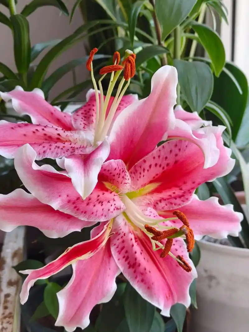 不出意外明早开花的还是这超香的粉色#百合