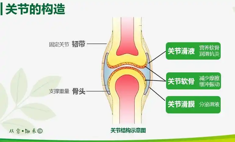 我们可以看到两段大的骨头连接的地方,这个部分叫做关节腔,它由三部分