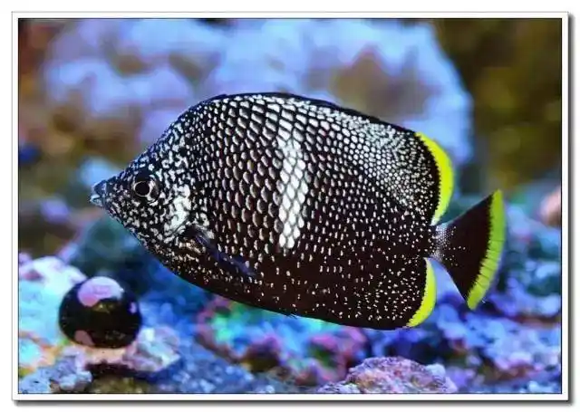 爱上养鱼:外媒评出全球十大最贵观赏鱼,土豪们快下手!