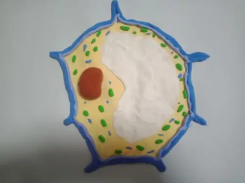 植物细胞模型–东康中学470班邢亦恬生物项目式学习