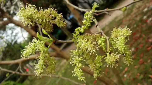 树如其名,朴树憨态可掬,与榉树的挺拔秀气相映成趣.