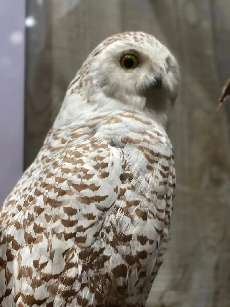 观北美最大鸟类标本博物馆.喜歡猛禽的: 自由與野性 力量與統 - 抖音