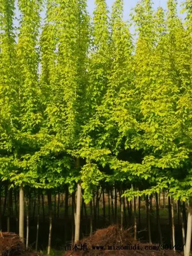 供应:金叶复叶槭