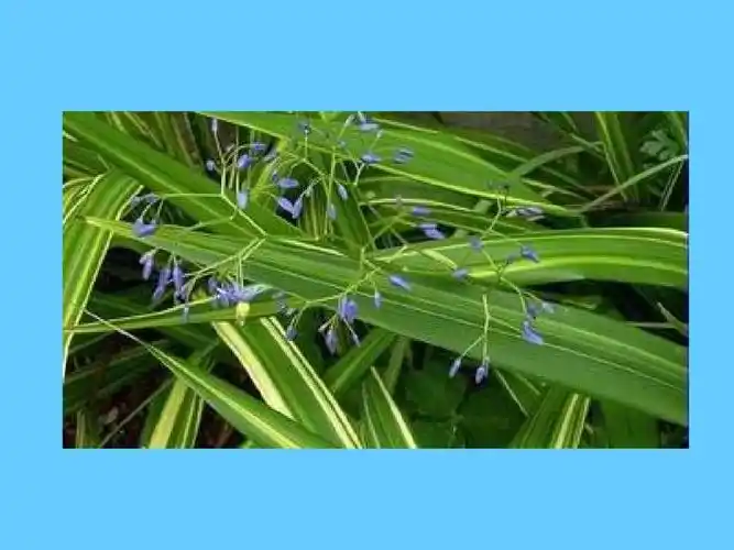 原来金线山菅兰长这样