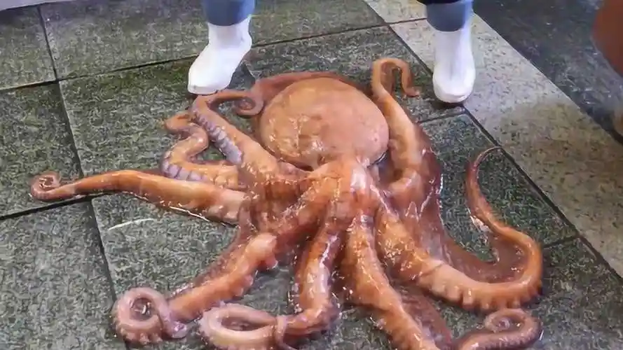 大叔出海捕抓到巨型章鱼,个头足足有1.4米,挂出5分钟就卖光