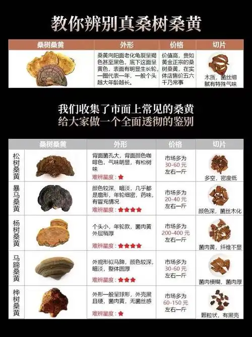 桑黄有什么功效?如何服用?