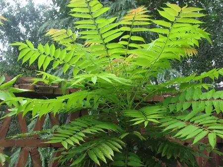 椿树(椿树的寓意象征是什么)