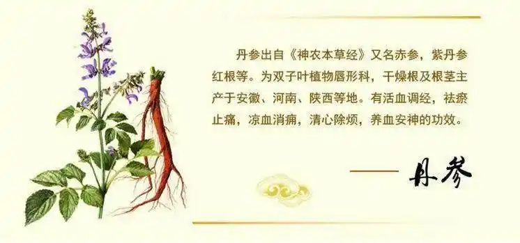 丹参可以长期泡水喝吗丹参的六大功效作用与禁忌