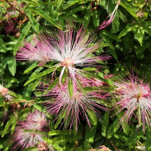 香水合欢细叶粉扑耐热耐寒耐旱庭院阳台长青绿植