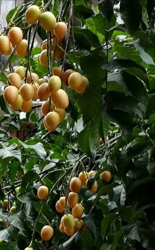 酸黄皮菜肴系列 - 美篇