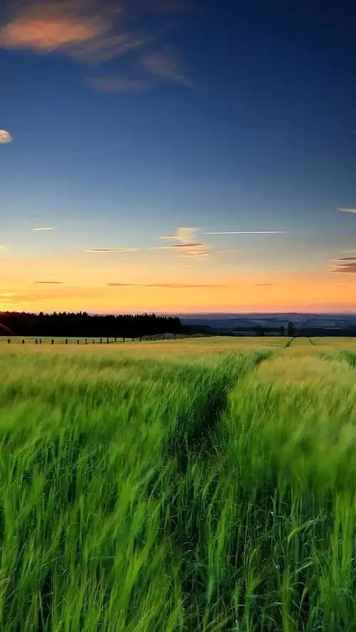 绿色草原护眼,高清图片,手机锁屏桌面-壁纸族