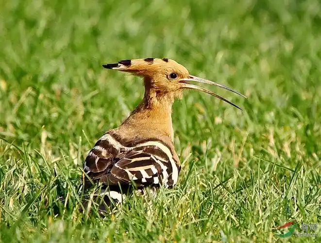 嘴巴尖来细又长
