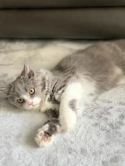 新宝贝长毛蓝白英短