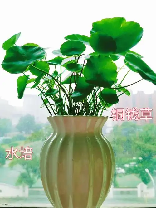 北京干燥季,水培铜钱草养起来.有阳光不缺水就会灿烂.