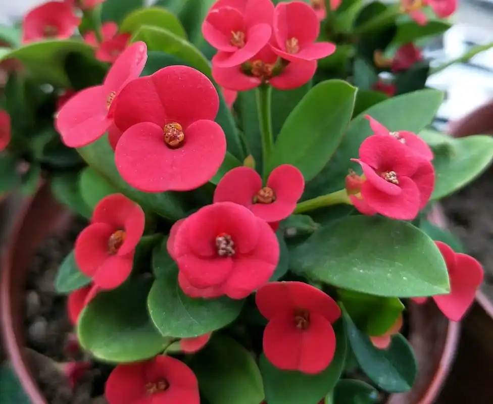 虎刺梅 虎刺梅花有毒吗可以在室内养吗