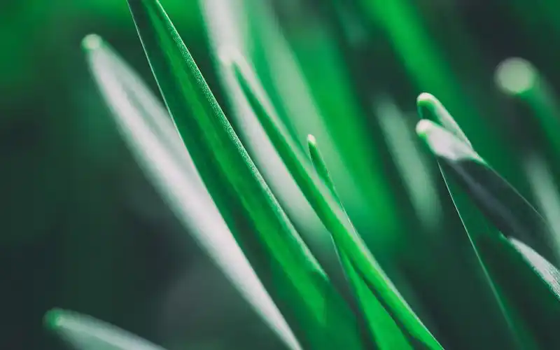 首页 自然和风景 绿草宏观摄影 壁纸 / 2560x1600 壁纸下载  hk.