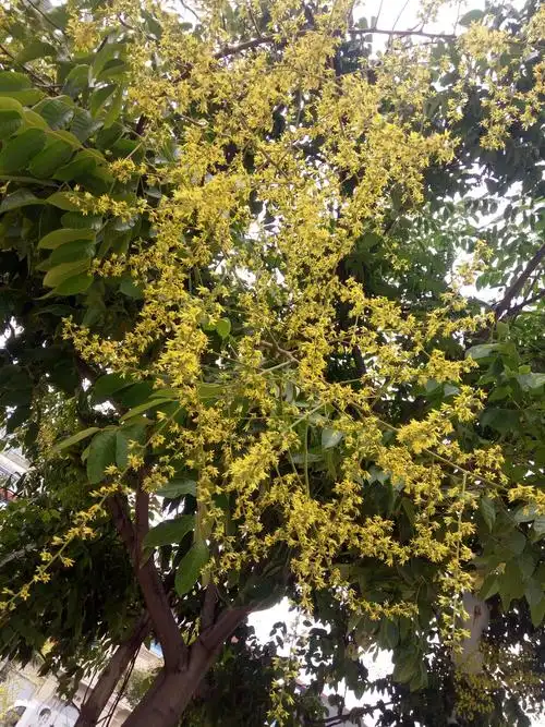 白露微雨见道旁榉树开花