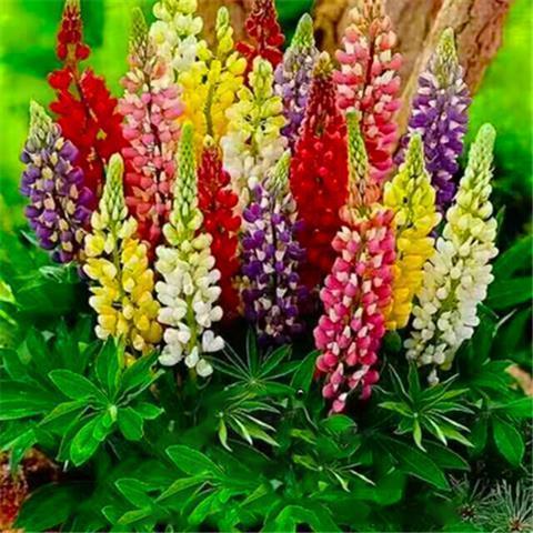 【鲁冰花种子】花种籽子四季播种易活秋冬种植适合冬天种的花种