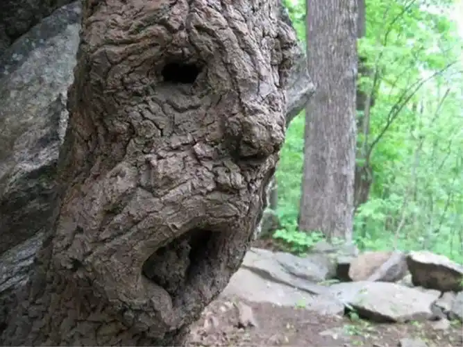 真是奇形怪状的树啊!