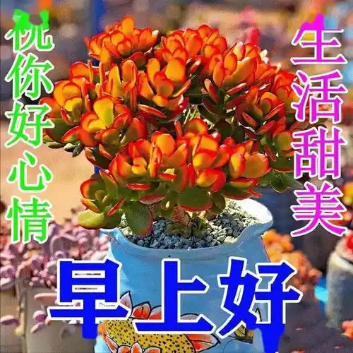 66个早上好问候鲜花图