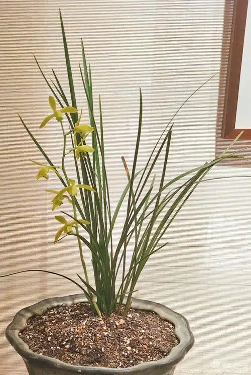 2018第三届中国杭州蕙兰精品展 - 美篇