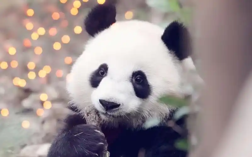 【大熊猫梅兰】玩球球,玩球球,哎哟这是哪个可爱的宝宝在玩球球啊,脸