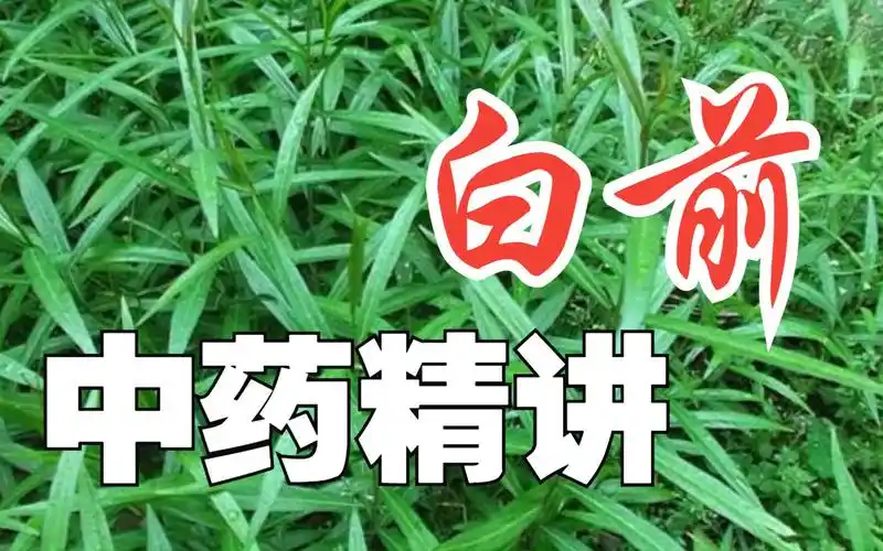 白前的功效(白前的功效及用途介绍-中药白前的作用)