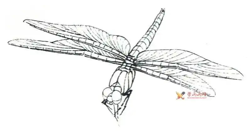 工笔画昆虫教程蜻蜓的设色过程