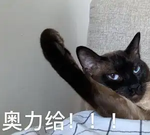 萌宠gif猫星人gif奥力给gif加油gif搞怪gif呆萌gif