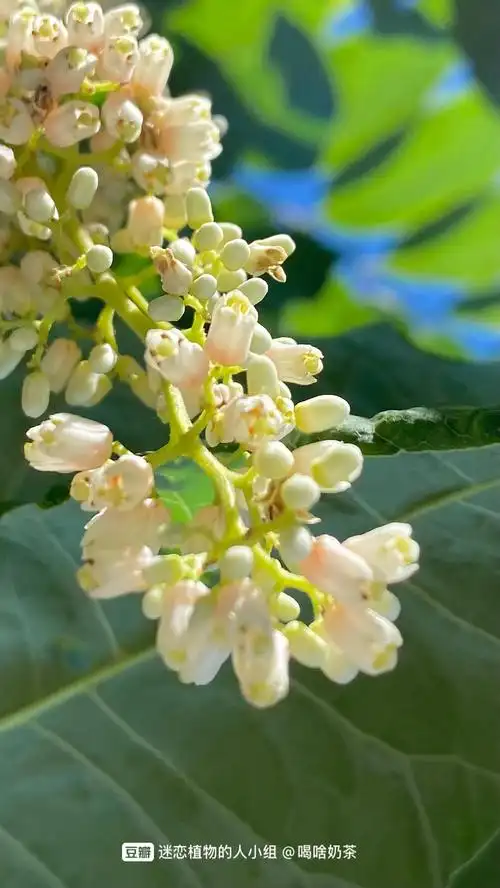 香椿花居然粉粉的,好可爱