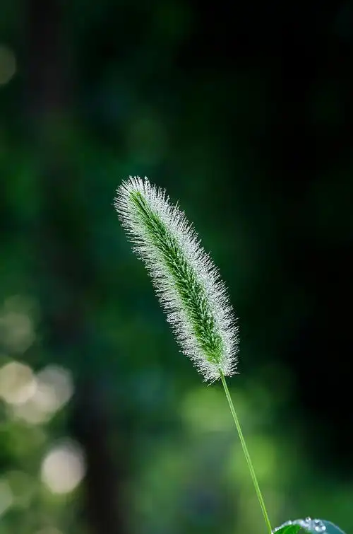 狗尾巴草的夏天