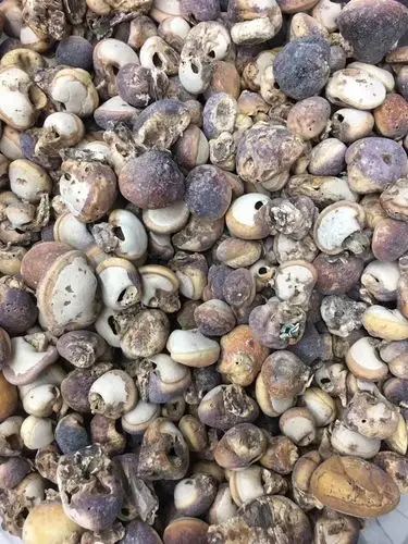 平时人们习惯把须元果泡水喝,这是它最常见的食用方