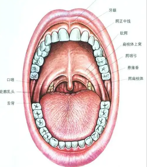 传统中医妙方治疗扁桃体炎一针见血事半功倍