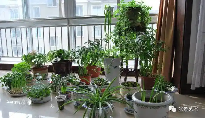 盆景艺术家庭自制小盆景