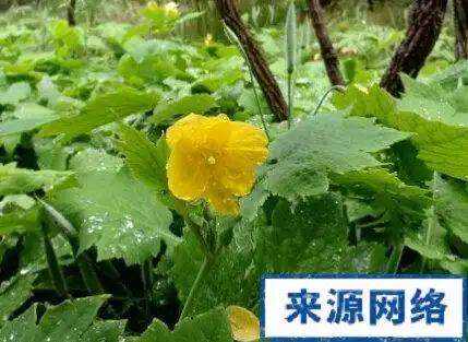 【来源】药材基源:为罂粟科植物人血草的带根全草或根.