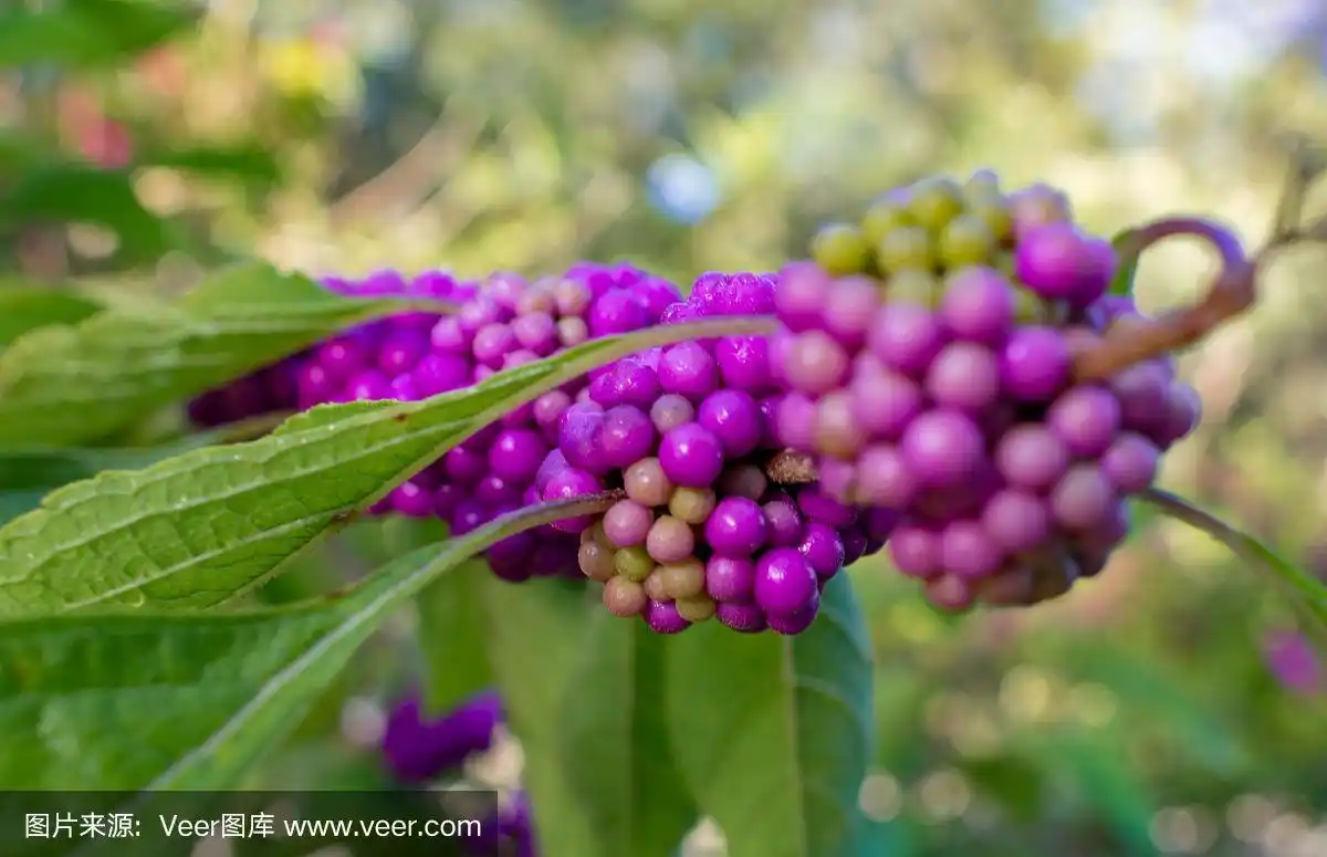 近距离的紫色浆果和绿色叶子的美国美丽的浆果植物