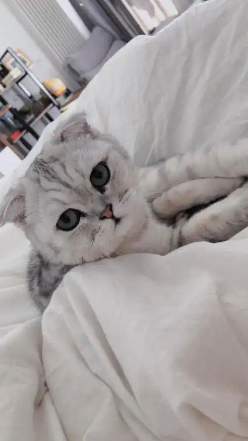 一岁折耳英短银渐层妹妹找个男朋友