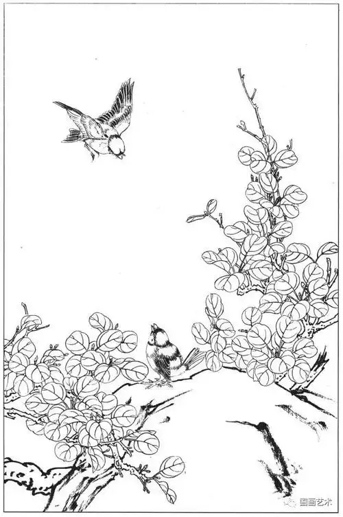 春天来了,请收下这一组漂亮的白描花鸟画稿!