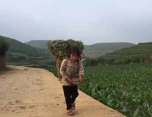 刚从山坡上割草回来喂牛的9岁小女孩