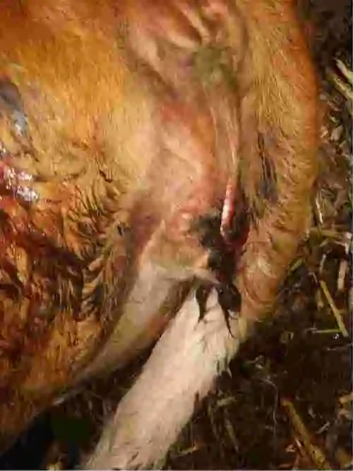 请问仔牛配种一个月未反情水门流三次血红色粘液是什么原因