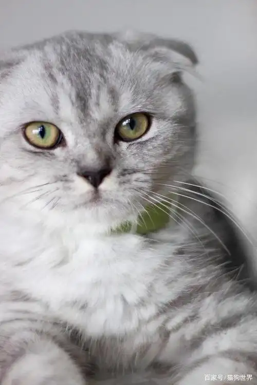 苏格兰折耳猫的背后,是你想不到的痛苦!