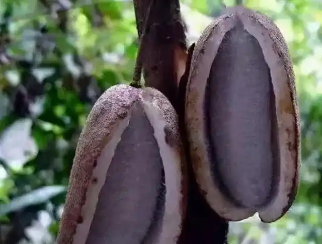 农村有种野果叫牛卵坨,是什么果?为何城市很少有卖呢