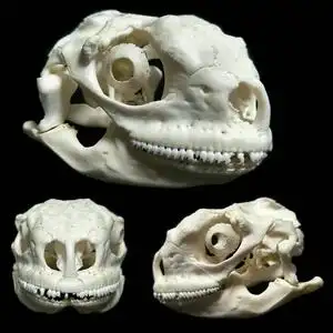 食骨兽 海烈蜥8cm,巨型环尾6cm,无耳蜥4cm头骨骨骼标