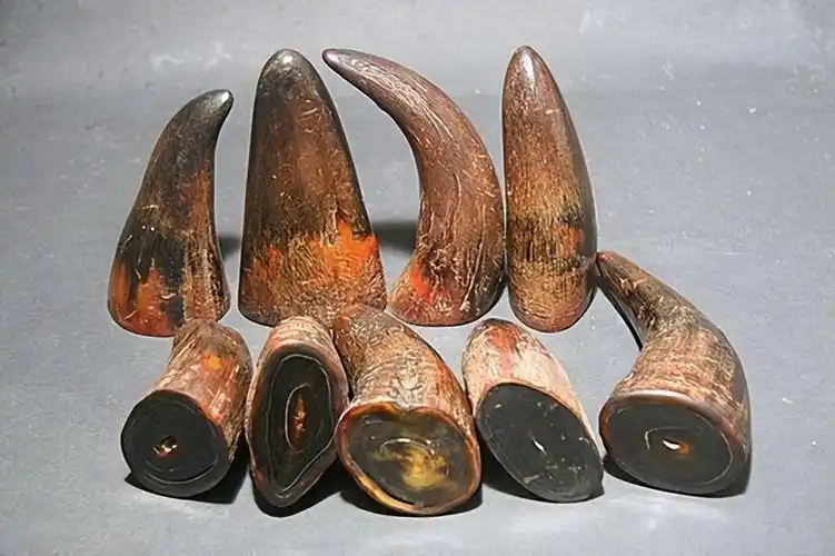 我国境内的印度犀牛是于1920年灭绝,距今的时间才102年;苏门答腊犀牛