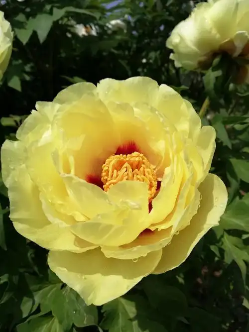 各色牡丹 争相斗妍