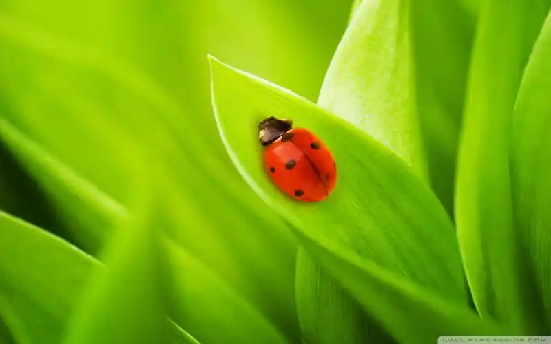 最漂亮的壁纸高清好看的女孩电脑壁纸2