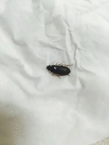 这是什么虫子,有危害吗?我家室内好多,生命力好强,怎么处理啊?