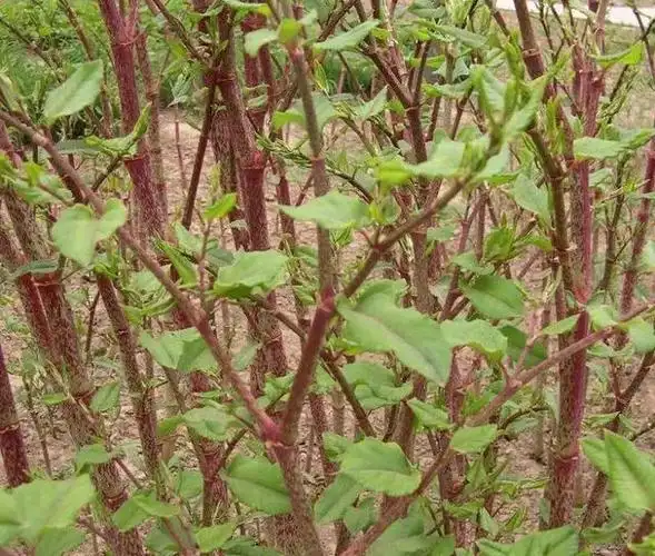 农村阴沟里的野草,人称"活血龙",能当野菜吃,还能活血化瘀