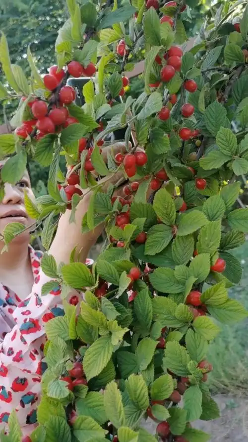 农村野樱桃90,你吃过没@{uid:1502349662339070,nick:经�%