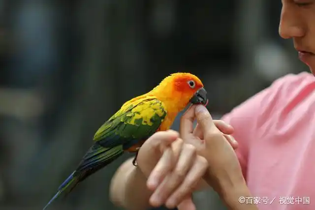家庭饲养鹦鹉怎么才亲人?了解这3点,你也能养出听话的鹦鹉